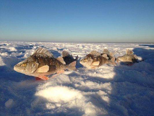 post-1149-0-82084600-1391013204_thumb.jp