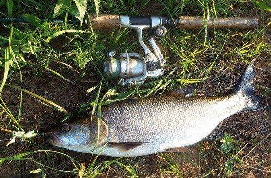 post-1161-0-54692900-1389126254_thumb.jp