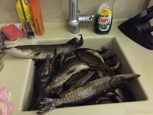 post-1327-0-23441700-1421009226_thumb.jp