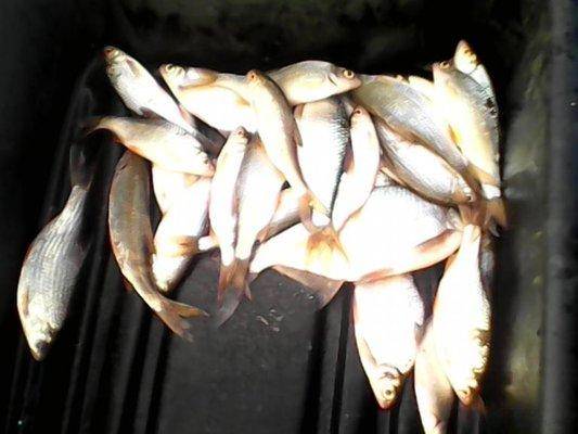 post-1349-0-42407500-1420660505_thumb.jp