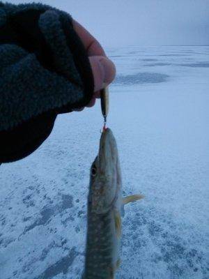 post-1415-0-09636800-1421530495_thumb.jp