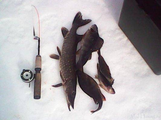 post-1420-0-58052200-1422036584_thumb.jp