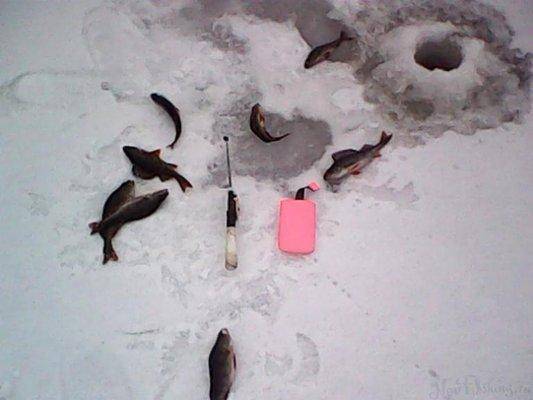 post-1420-0-68990000-1422036657_thumb.jp