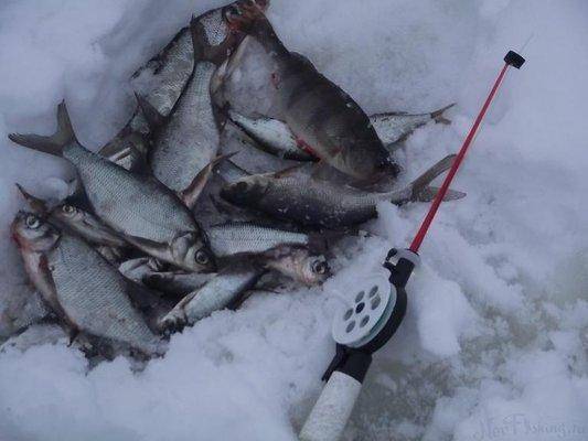 post-1420-0-99941800-1422196832_thumb.jp