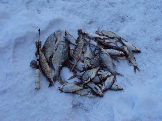 post-1502-0-13840700-1422728494_thumb.jp