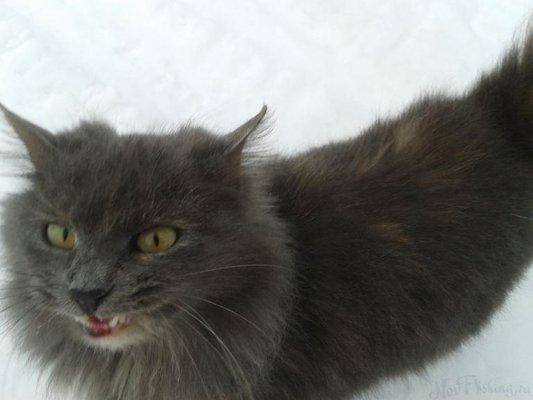 post-1575-0-29301100-1421518610_thumb.jp