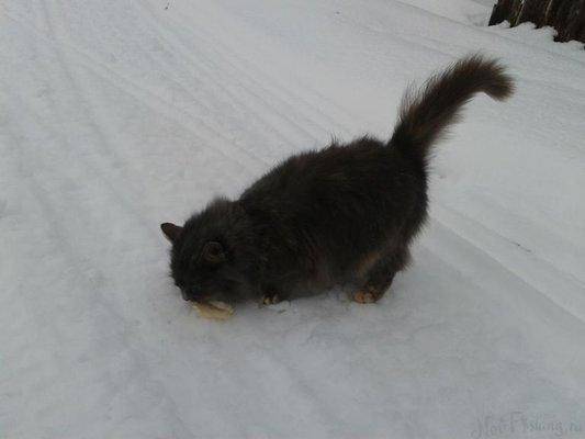 post-1575-0-75783400-1421518597_thumb.jp