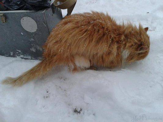 post-1575-0-80773500-1421962057_thumb.jp