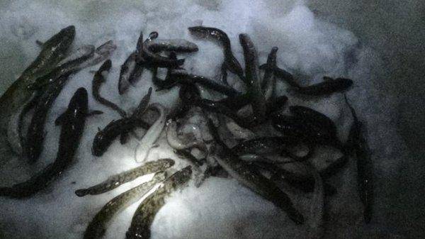 post-2198-0-21771900-1421182276_thumb.jp