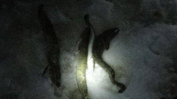 post-2198-0-26387800-1421182307_thumb.jp