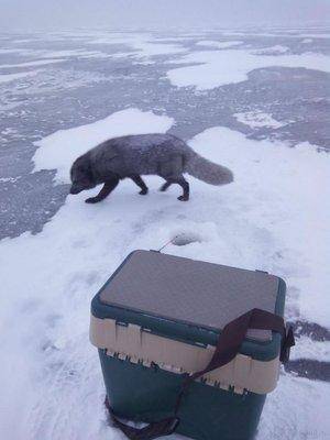 post-2226-0-14231400-1421957588_thumb.jp