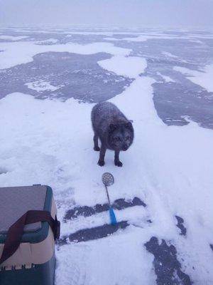 post-2226-0-56247700-1421957611_thumb.jp