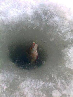 post-1004-0-28546800-1423509708_thumb.jp