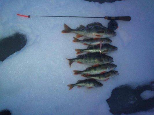 post-1163-0-62981500-1422808767_thumb.jp