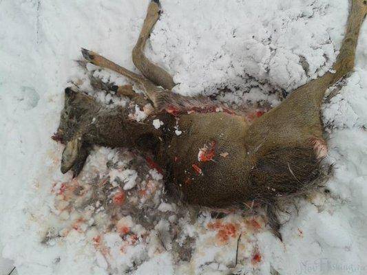 post-2172-0-64731400-1422809445_thumb.jp