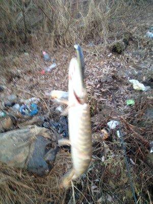 post-1299-0-26001600-1426621337_thumb.jp