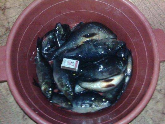 post-1385-0-67671100-1425822154_thumb.jp