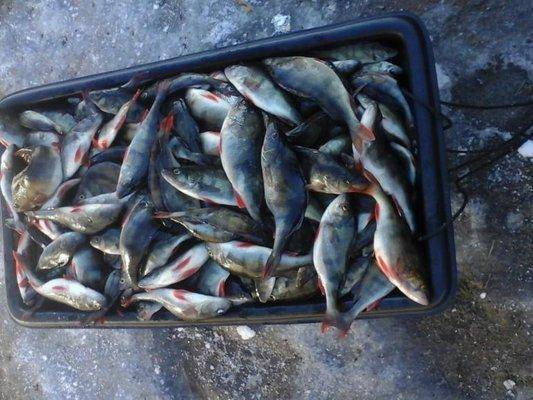 post-1420-0-05580700-1426414312_thumb.jp