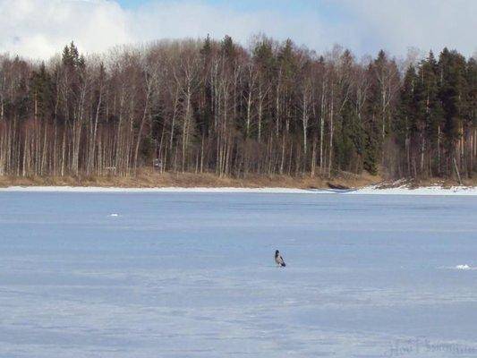 post-1502-0-96677900-1427047086_thumb.jp