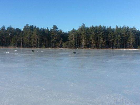 post-1975-0-57442200-1426446800_thumb.jp