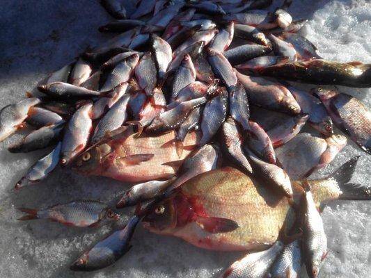 post-2147-0-24784200-1426173926_thumb.jp