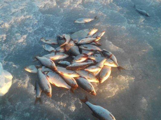 post-2147-0-59787300-1426532706_thumb.jp