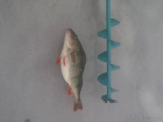 post-411-0-15583800-1427657758_thumb.jpe