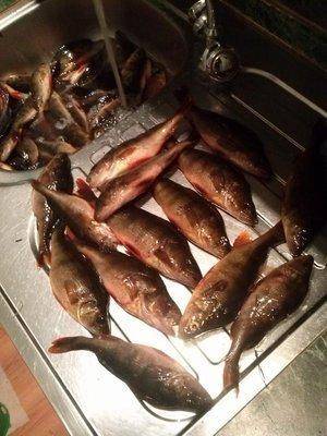 post-1163-0-98593300-1427914670_thumb.jp