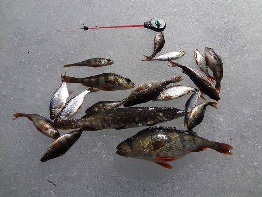 post-1407-0-00079200-1428868607_thumb.jp