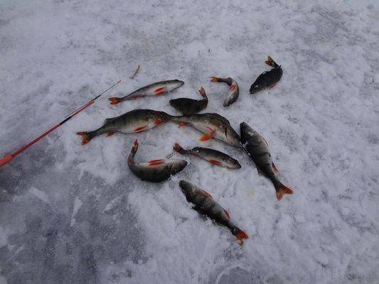 post-1407-0-15908400-1427963568_thumb.jp