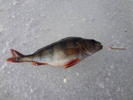 post-1407-0-26476900-1428868478_thumb.jp