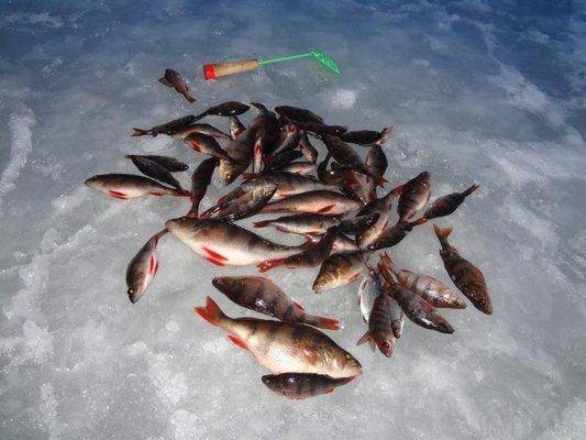 post-1407-0-45860100-1428228370_thumb.jp