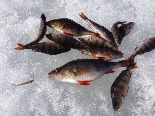 post-1407-0-46487100-1428679368_thumb.jp