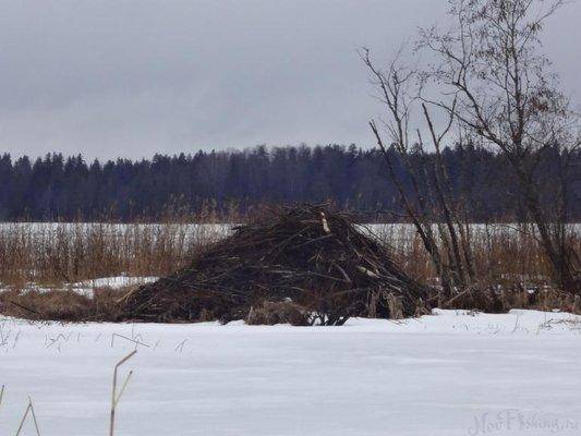 post-1407-0-79098200-1428049389_thumb.jp