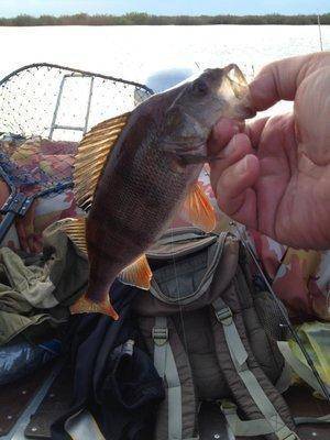 post-1299-0-05225900-1432741442_thumb.jp