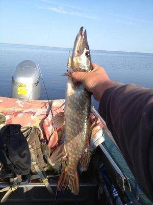 post-1299-0-19705000-1432740432_thumb.jp