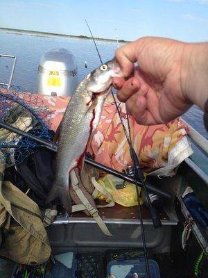 post-1299-0-93184000-1432740401_thumb.jp