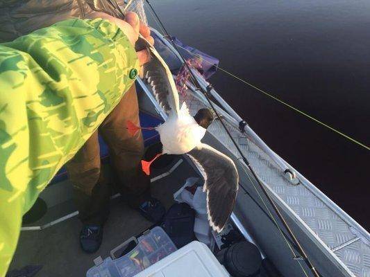 post-1327-0-73658900-1433107099_thumb.jp