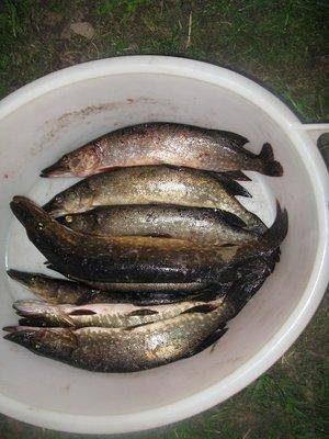 post-2414-0-13139800-1432844945_thumb.jp