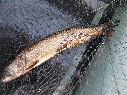 post-2414-0-63275200-1432845002_thumb.jp