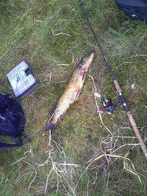 post-2467-0-63278600-1432216852_thumb.jp