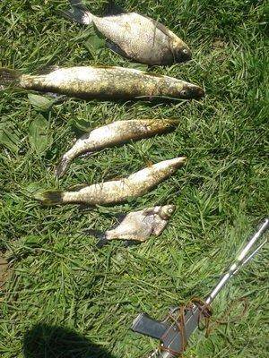 post-1209-0-50025500-1402638214_thumb.jp