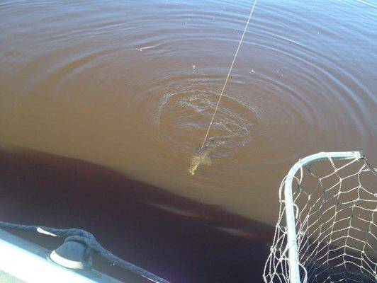 post-1299-0-02221500-1403626187_thumb.jp