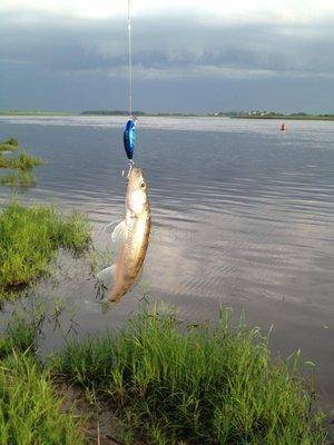 post-1299-0-96924500-1401773029_thumb.jp