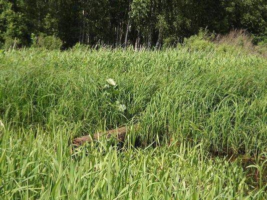 post-1502-0-40871100-1402245403_thumb.jp