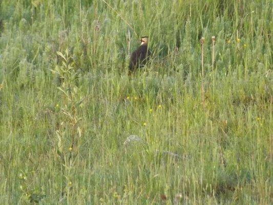 post-1502-0-50889100-1402244806_thumb.jp