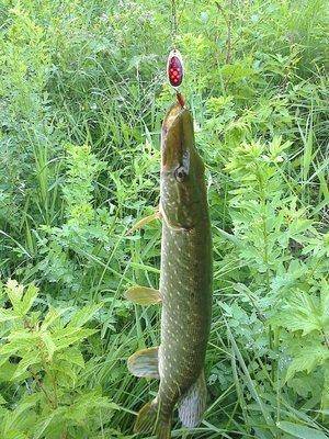 post-1558-0-15073100-1403096734_thumb.jp