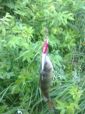 post-1558-0-50528000-1402491730_thumb.jp