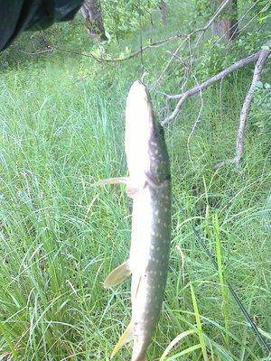 post-1558-0-91791500-1403096693_thumb.jp