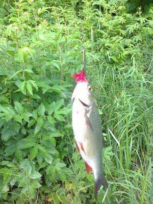 post-1558-0-98348700-1402491831_thumb.jp